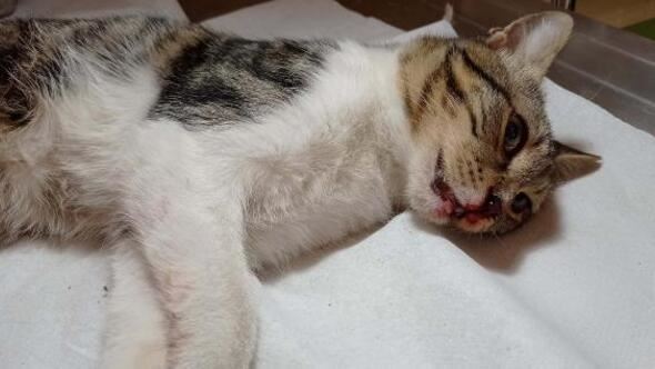 Yüksekten düşüp, damağı yarılan kedi, ameliyata alındı
