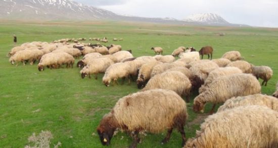 Çoban, arazide ölü bulundu