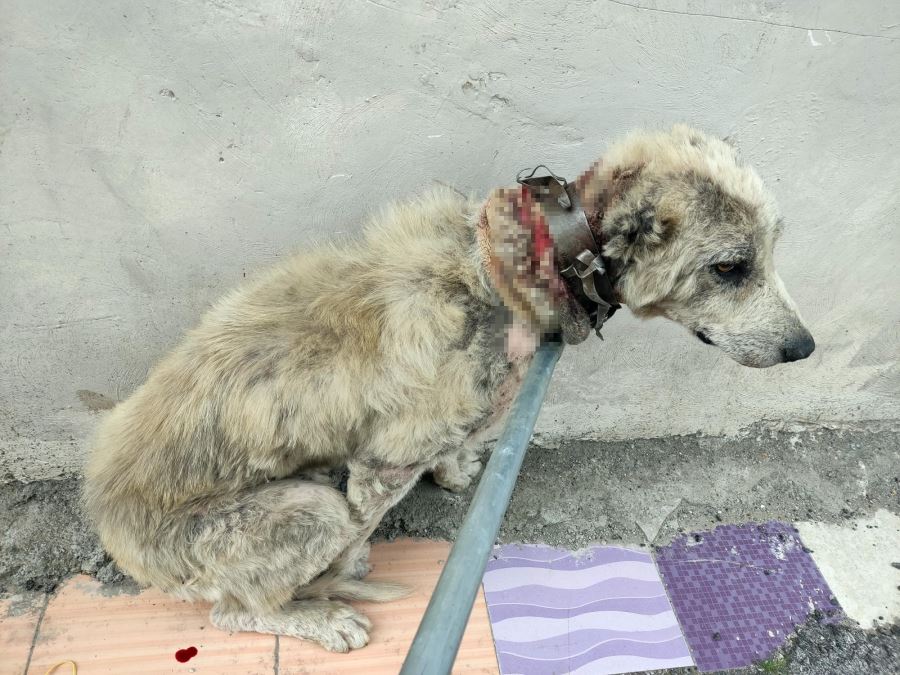 Talihsiz köpeğin boynuna tasmayı çivilemişler