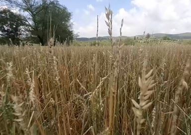 Buğday tarlaları ve meyve ağaçları doludan zarar gördü