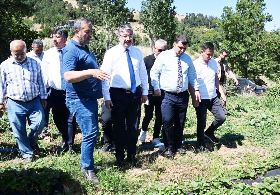 Bahçe ilçesinde kaliteli çilek üretimi yapılıyor 