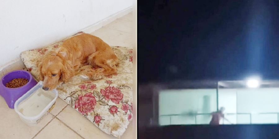 Köpeğini paspasla döven şahıs gözaltına alındı 