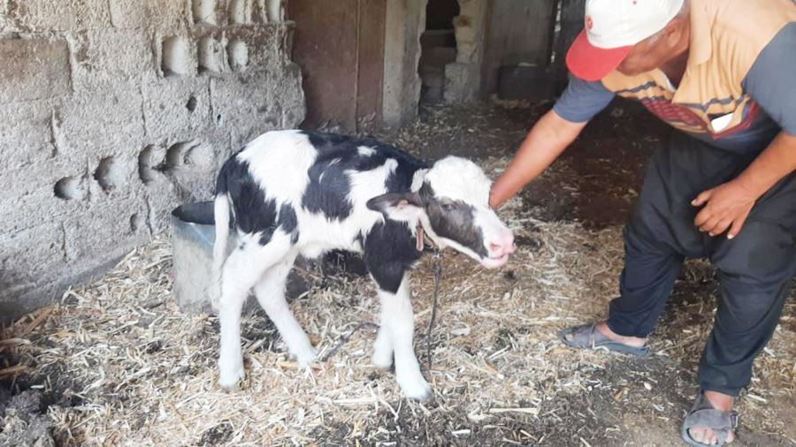 Siyah beyaz doğan manda yavrusu ilgi odağı oldu