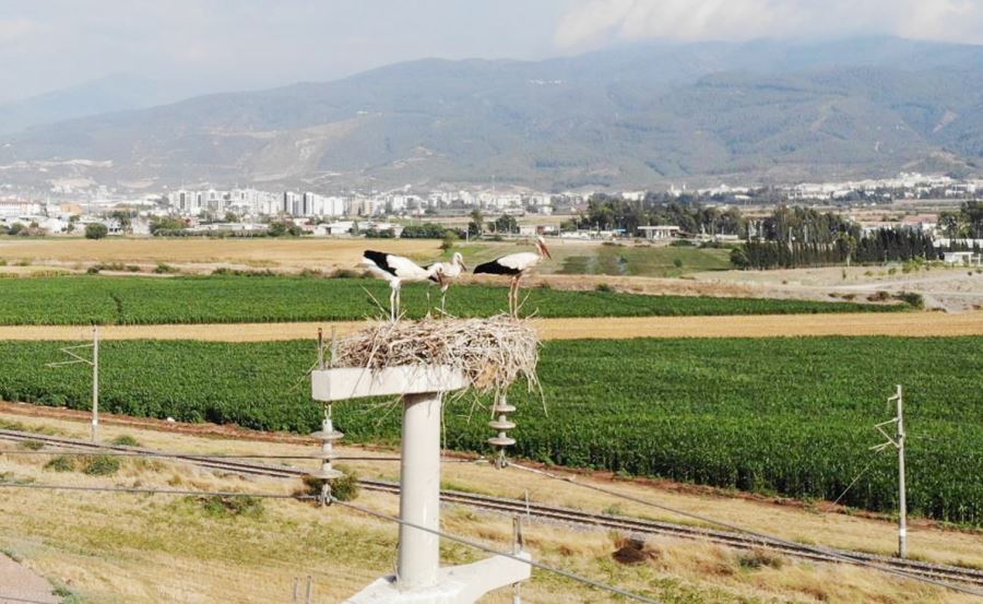 Yavrularını güneşten korumak için çabalıyorlar 