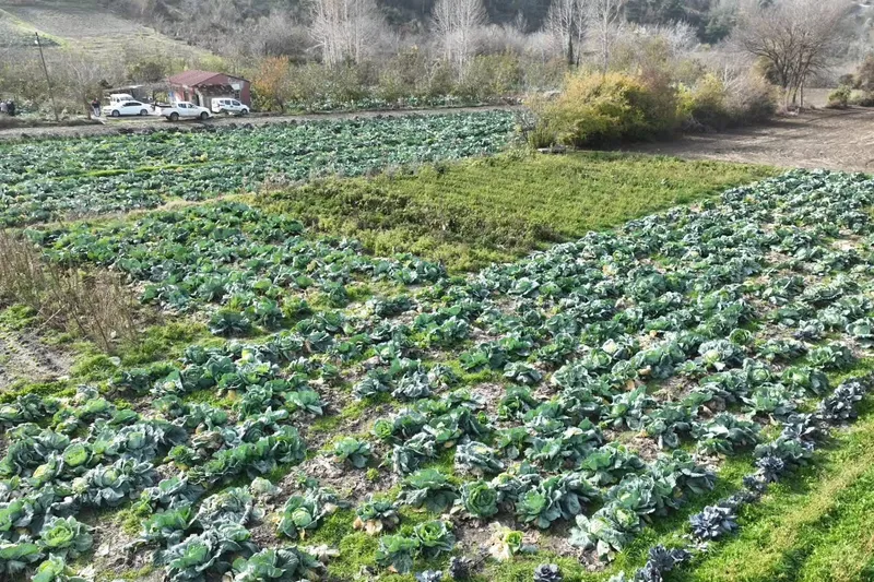Osmaniye’de lahana hasadı yapıldı
