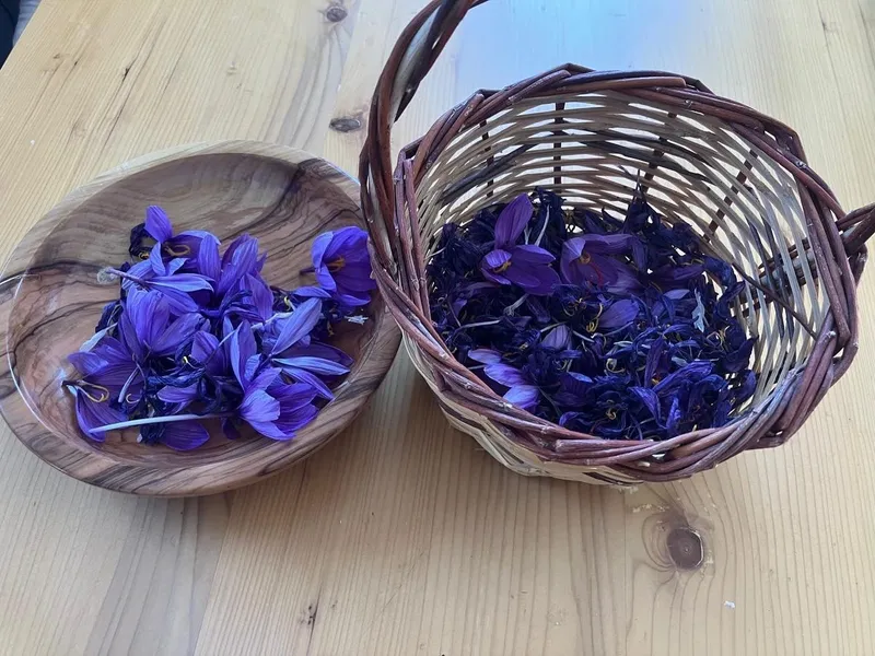 Osmaniye’de yüksek getirili safrana ilgi artıyor
