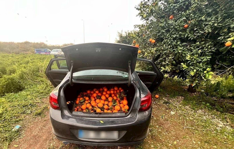 Otomobiliyle portakal çalan şüpheli tutuklandı
