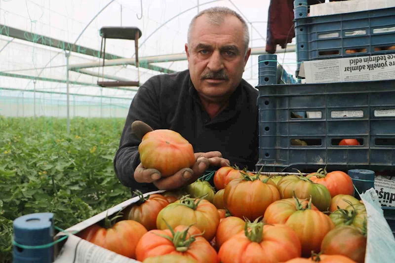 Turfanda hasat edilen domates serada 28 TL’den alıcı buluyor
