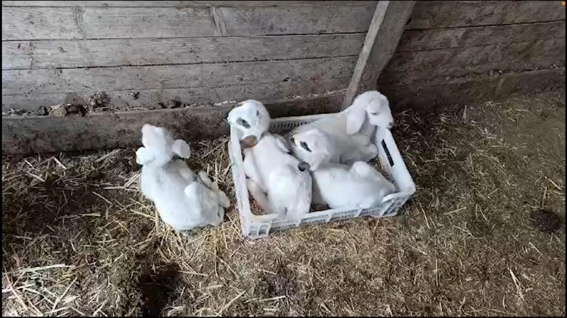 Burdur’da bir koyun tek seferde 4 erkek kuzu doğurdu
