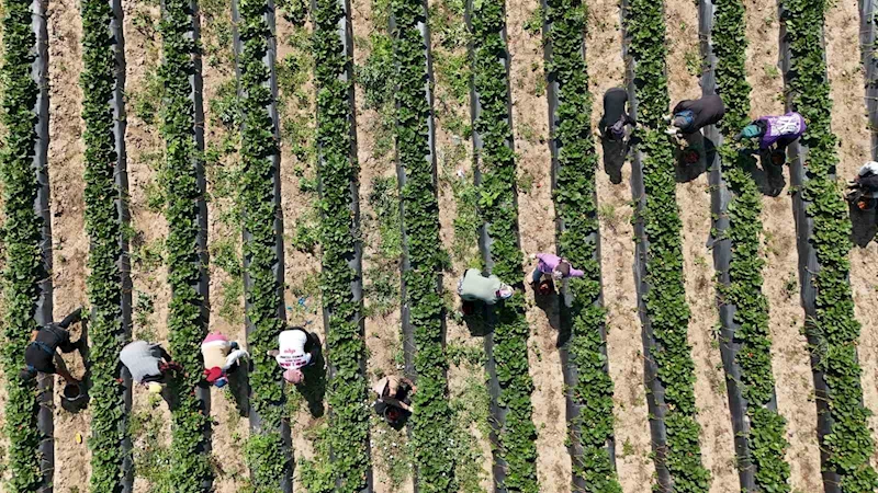 Bursa’da ’kırmızı elmas’ hasadı başladı
