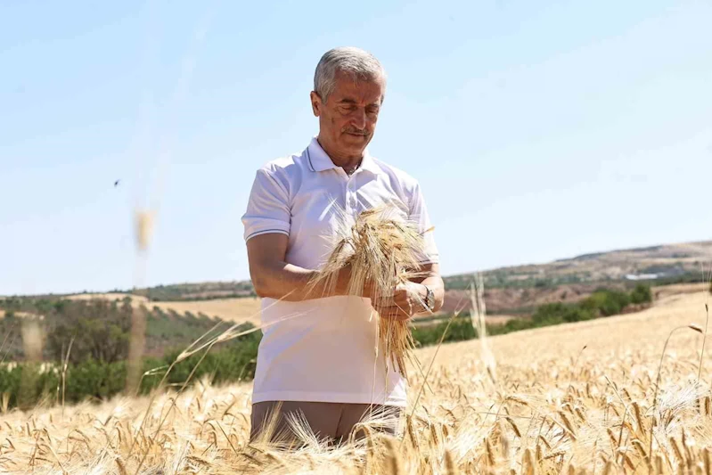 Şahinbey Belediyesi’nin dağıttığı arpalarda hasat sevinci yaşanıyor
