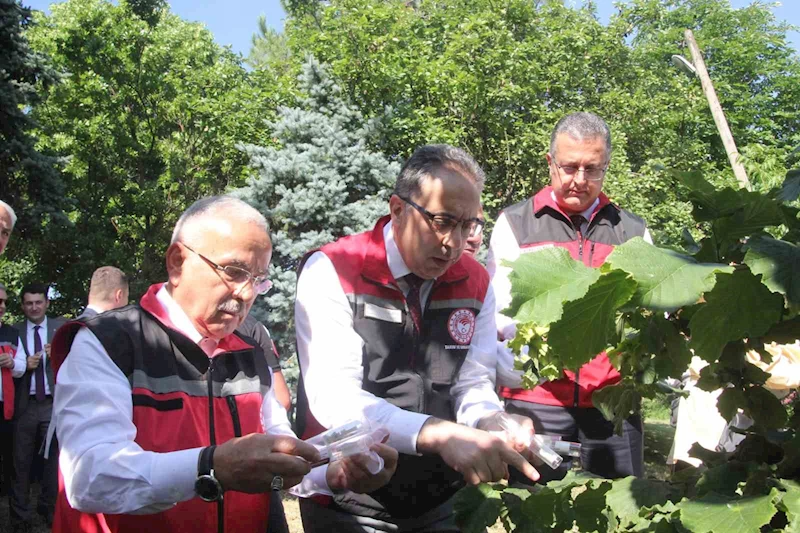 Türkiye’de kahverengi kokarcaya karşı 1 milyondan fazla samuray arısı salınımı yapılacak
