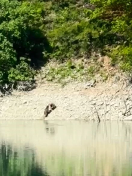 Artvin’de iki ayı önce serinledi, sonra nehir kıyısında kavga etti
