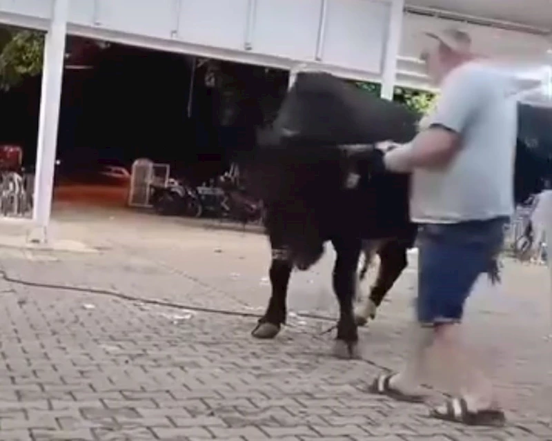 Tanıtımı yapılan boğaya para atarken boynuz darbesiyle yaralandı

