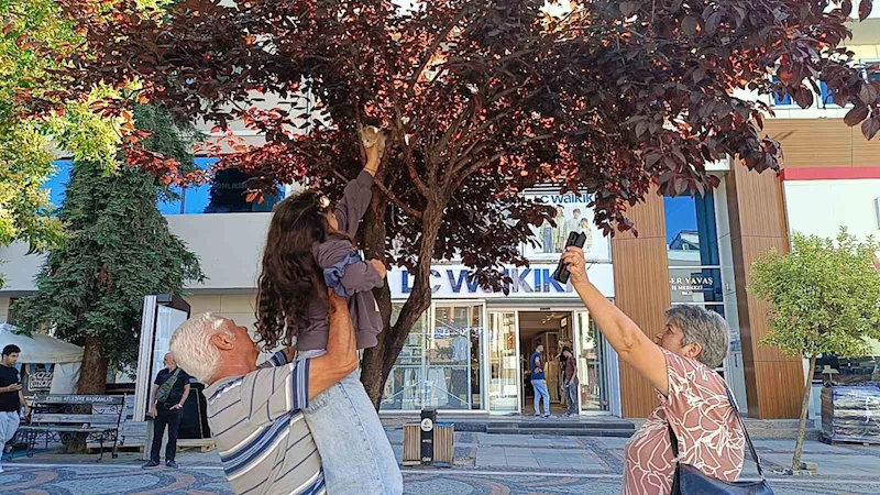 Bulgaristanlı minik kızdan örnek davranış: Ağaçta mahsur kalan kediyi, dedesiyle birlikte kurtardı
