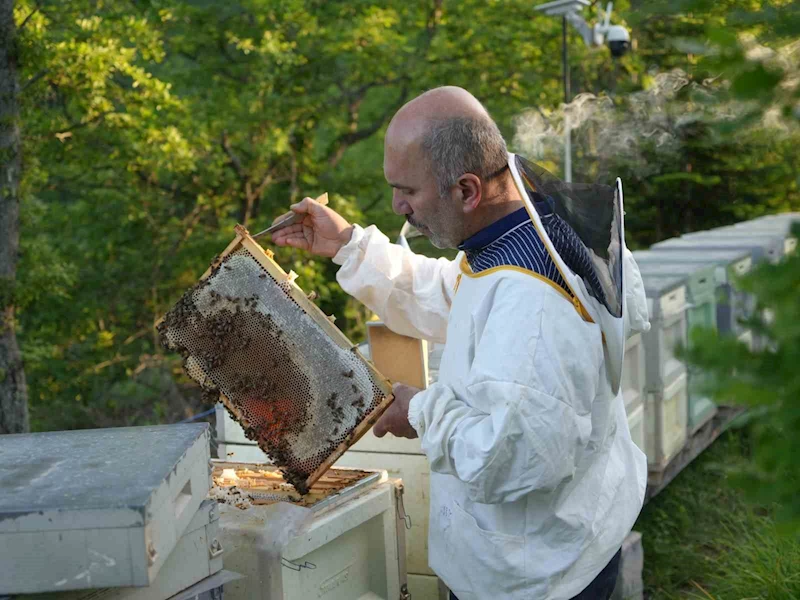 Filmlere konu olan deli balda üretim sezonu sürüyor
