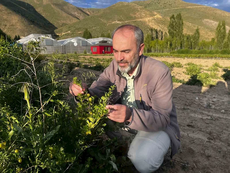 Bayburt Üniversitesi iklime uygun tarımsal ürünlerini hasat etti
