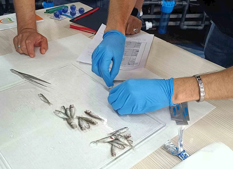 Bandırma’da levrek balıklarında görülen hastalıklara karşı aşı çalışması
