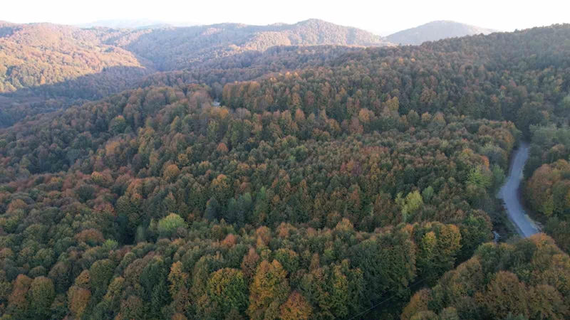 Zonguldak Valiliği 30 Eylül’e kadar ormanlara girişleri yasakladı

