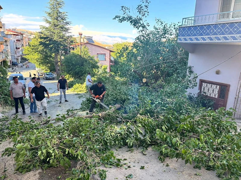 Arapgir’de fırtına ağaçları devirdi
