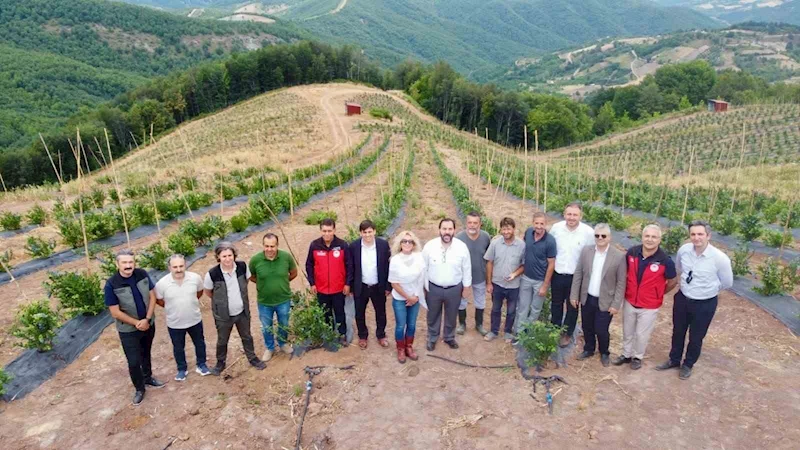 Yalova’da mavi yemiş hasadı
