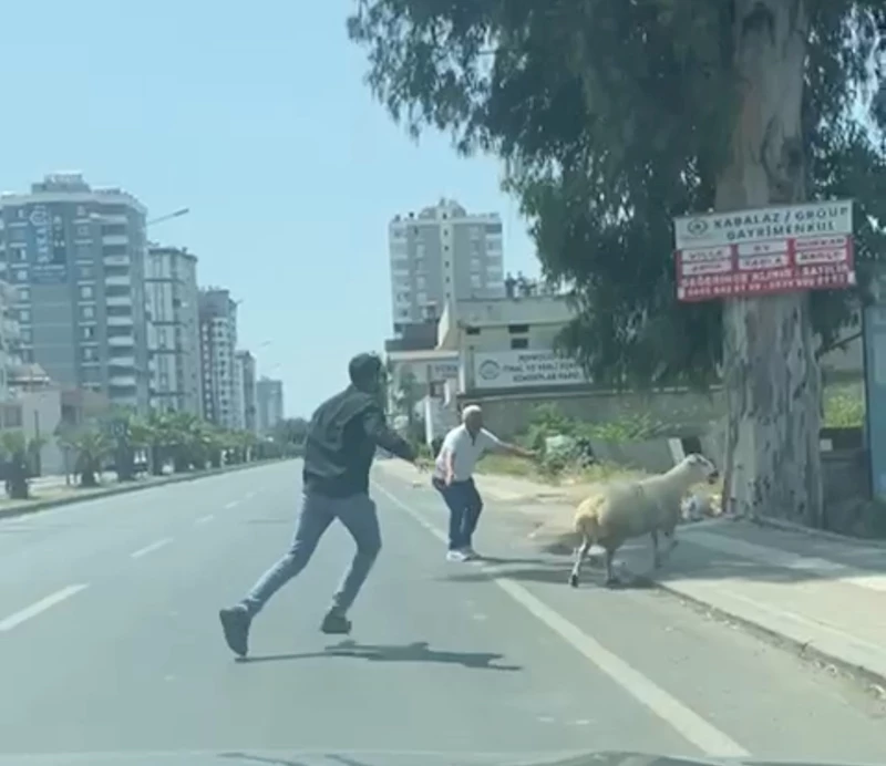 Adana’da kaçan koyun ve keçiler sahiplerini peşlerinden koşturdu
