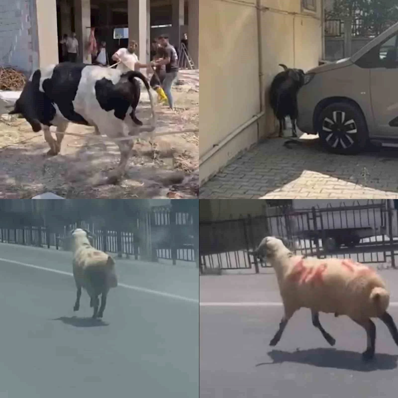 Kurbanlıklar firarda
