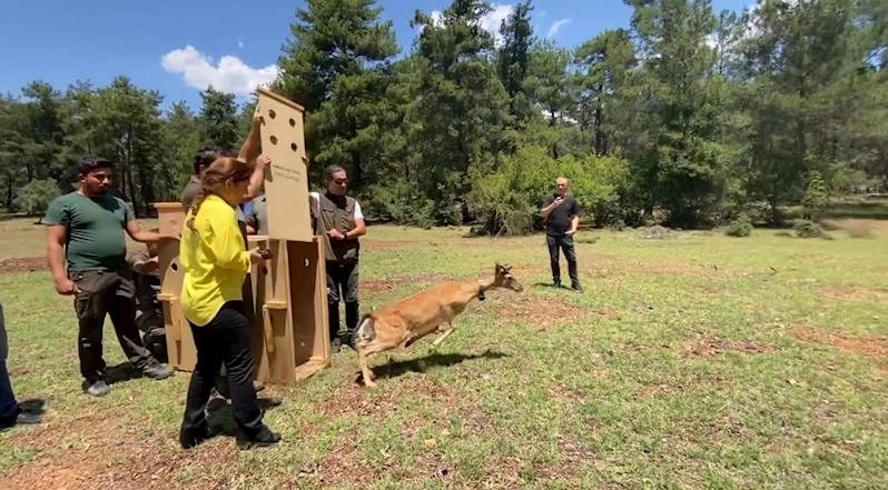 Antalya’da doğaya salınan alageyiğin hareketleri uyduyla izleniyor

