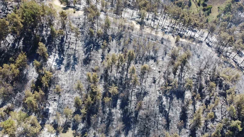 Adana’da 14 saatte 250 hektar orman yandı, acı bilanço havadan görüntülendi
