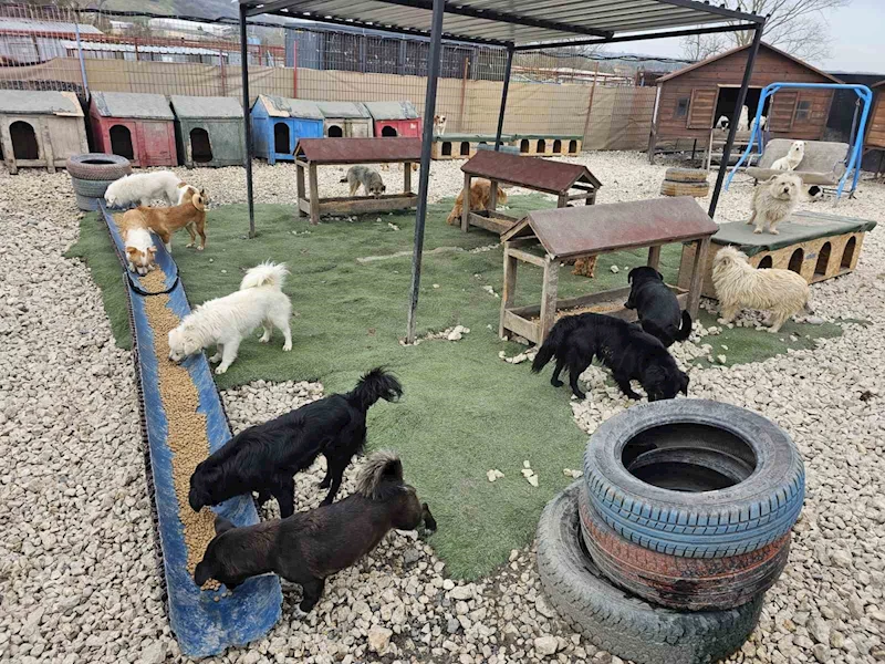 Potadan Patiye Projesi ile Hepsiburada’dan sokak hayvanlarına 4 tonu aşan mama desteği
