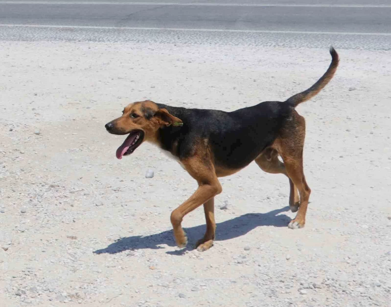 Yozgat’ta köpeğini başıboş bırakan kişiye ilk ceza kesildi

