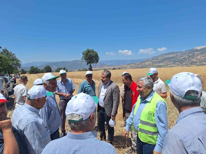 Vezirköprü’de kanola hasadı başladı
