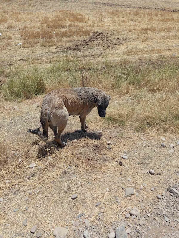 İtfaiye ekipleri kanala düşen köpeği kurtardı
