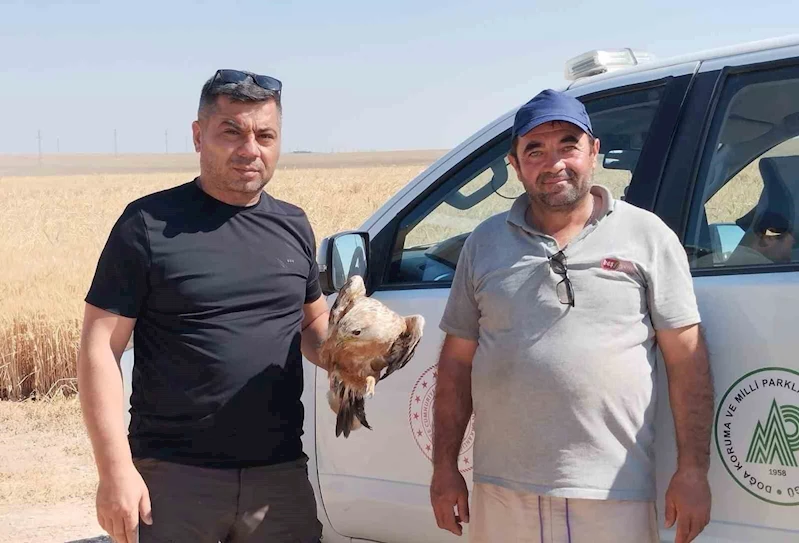 Karapınar’da yaralı şahin koruma altına alındı
