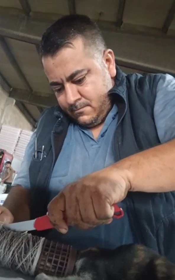 Kedinin imdat çığlığına şef yetişti
