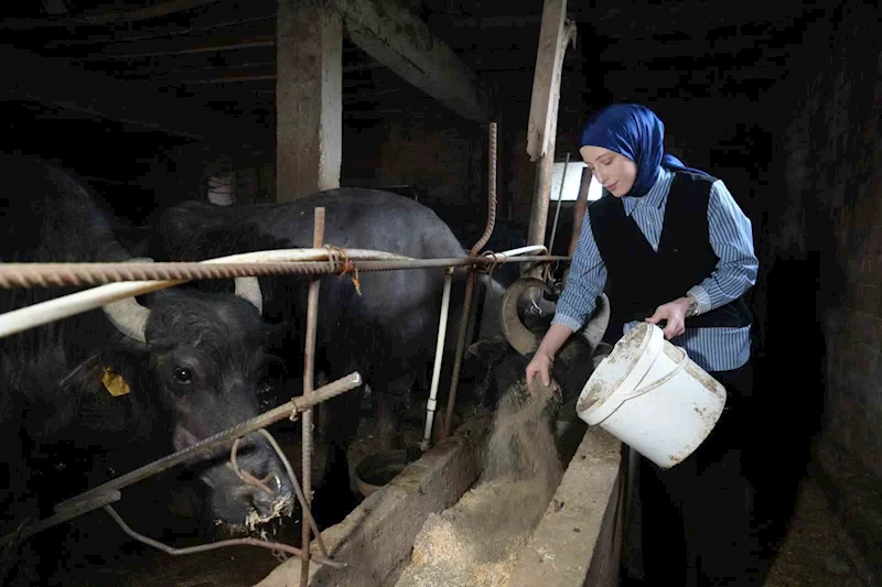 Ticari süt işletmelerince 999 bin 348 ton inek sütü toplandı
