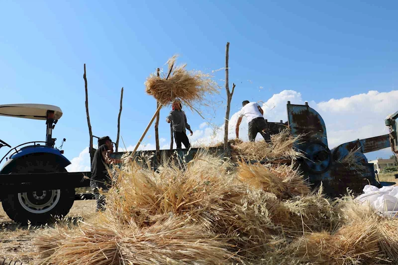 Tercan’da hububat tarlalarında hasat başladı
