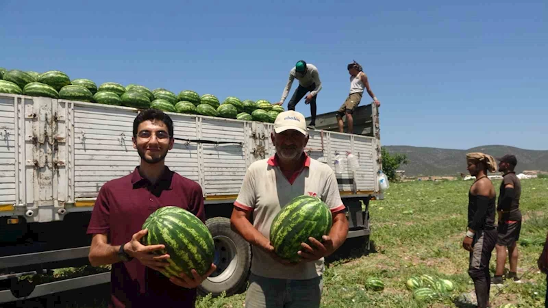 Tescilli Osmaneli karpuzunda hasat zamanı
