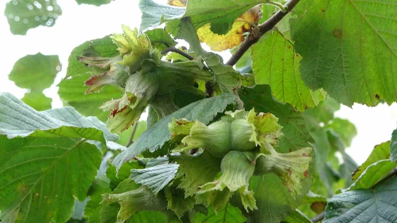 Fındıkta ‘erken hasat yapılmaması’ uyarısı
