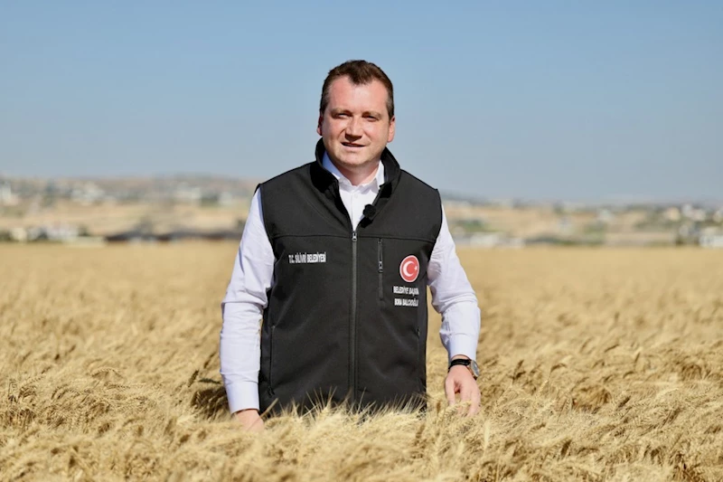 Silivri Belediyesi, buğday hasadını tamamladı

