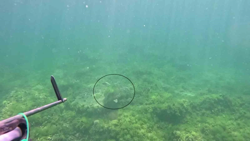Marmara Denizi’nde bir ilk: Caretta caretta su altında görüntülendi
