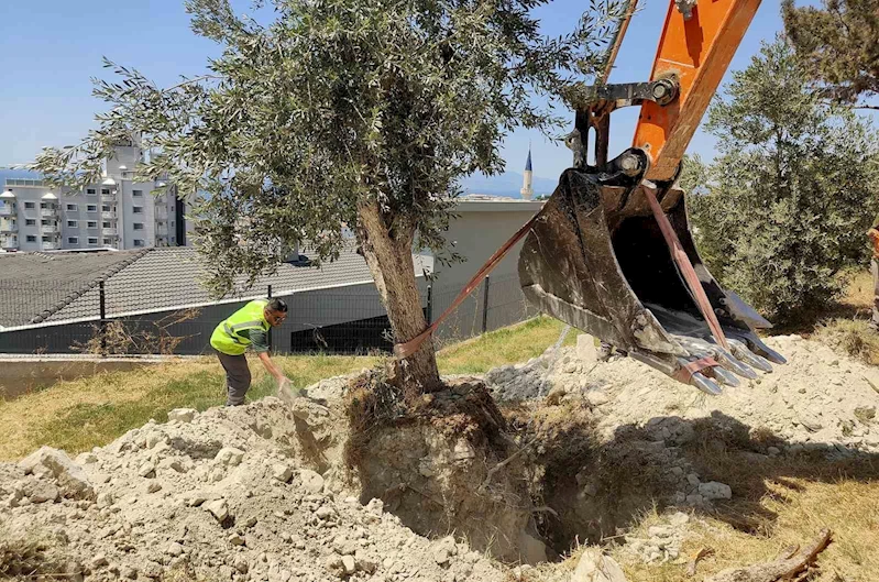 Kuşadası Belediyesi zeytin ağaçlarını yaşatıyor
