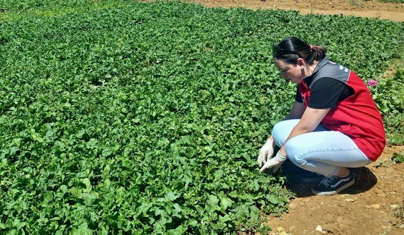 Doğanköy’de hasat öncesi numune alımları devam ediyor
