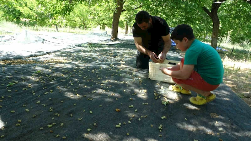 Malatya’da zirai donun vurduğu bölgelerde meyve üretiminde baraj çevresi umut oldu
