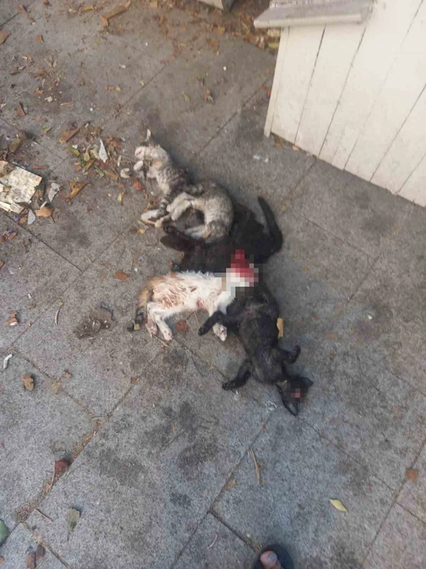 Yavru kediler öldürülmüş olarak bulundu: 1 gözaltı
