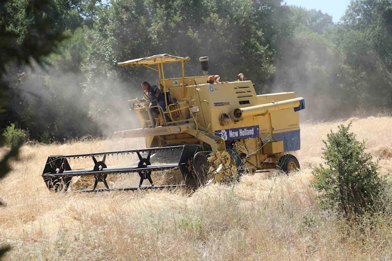 Siyez buğdayında hasat bereketi

