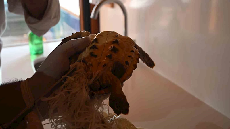 Çuvala dolanmış halde yaralı bulunan Caretta caretta denizle buluştu
