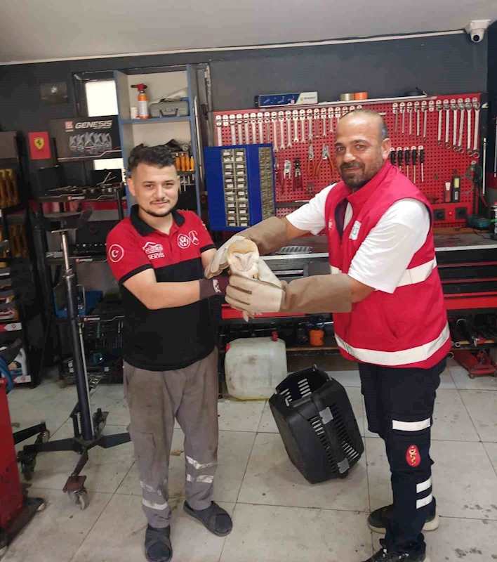 Arnavutköy’de nadir rastlanan peçeli baykuş bulundu
