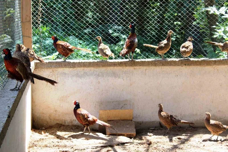 3 yılda 20 bin sülün doğaya salındı
