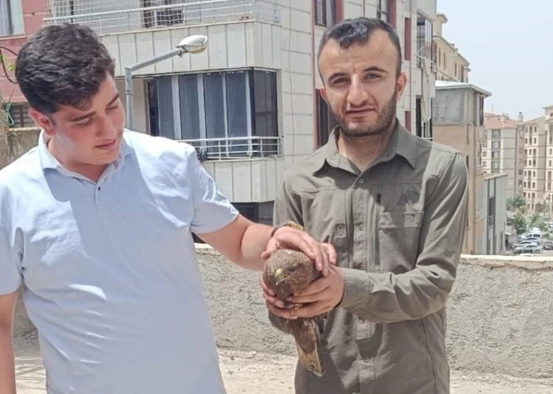 Şırnak’ta yaralı şahinler tedavi altına alındı
